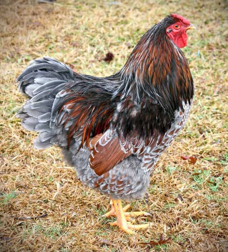 Blue Laced Red Wyandotte: Dual Purpose and Flashy Good Looks