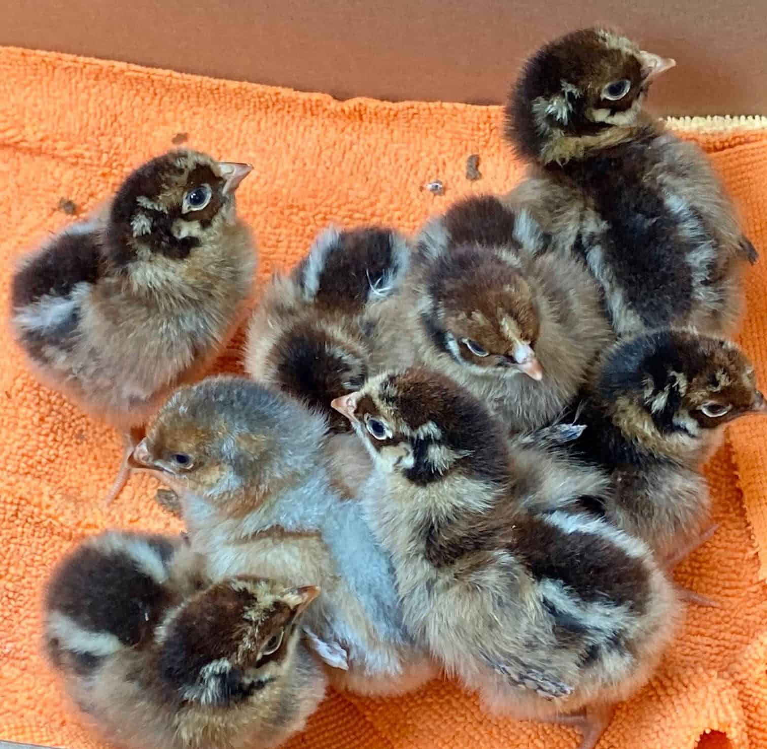 Blue Laced Red Wyandotte Chickens for Egg Laying & Meat