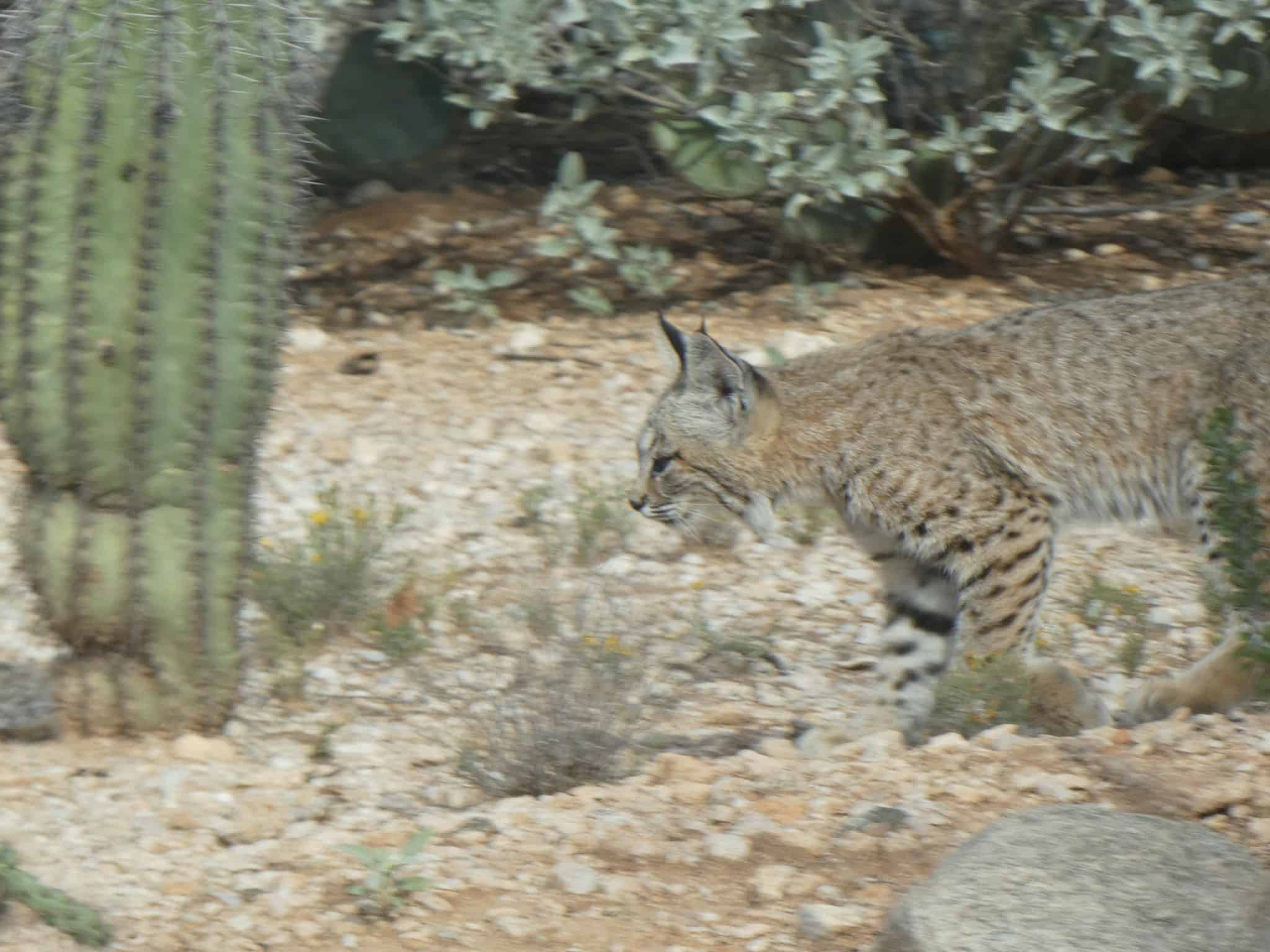 Desert Wildlife Tucson Homesteading: What to see out there