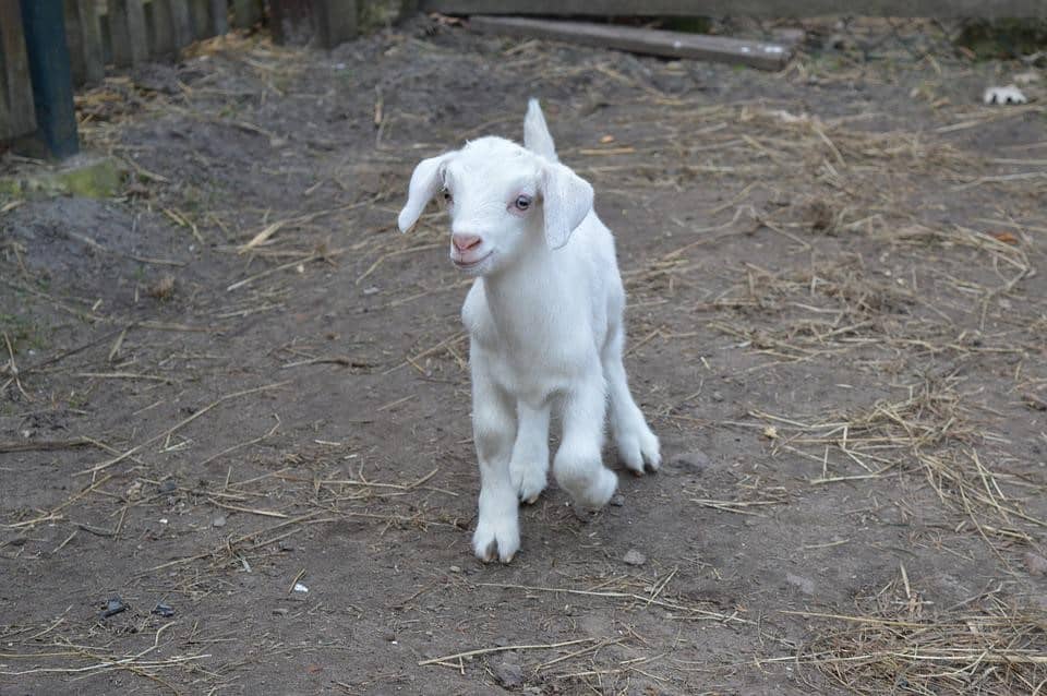 White baby goat outside