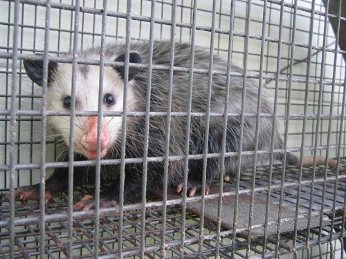 Beste Möglichkeiten, Opossums loszuwerden, Falle Possum