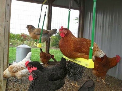 Best Chicken Toys For Entertaining Your Backyard Chickens