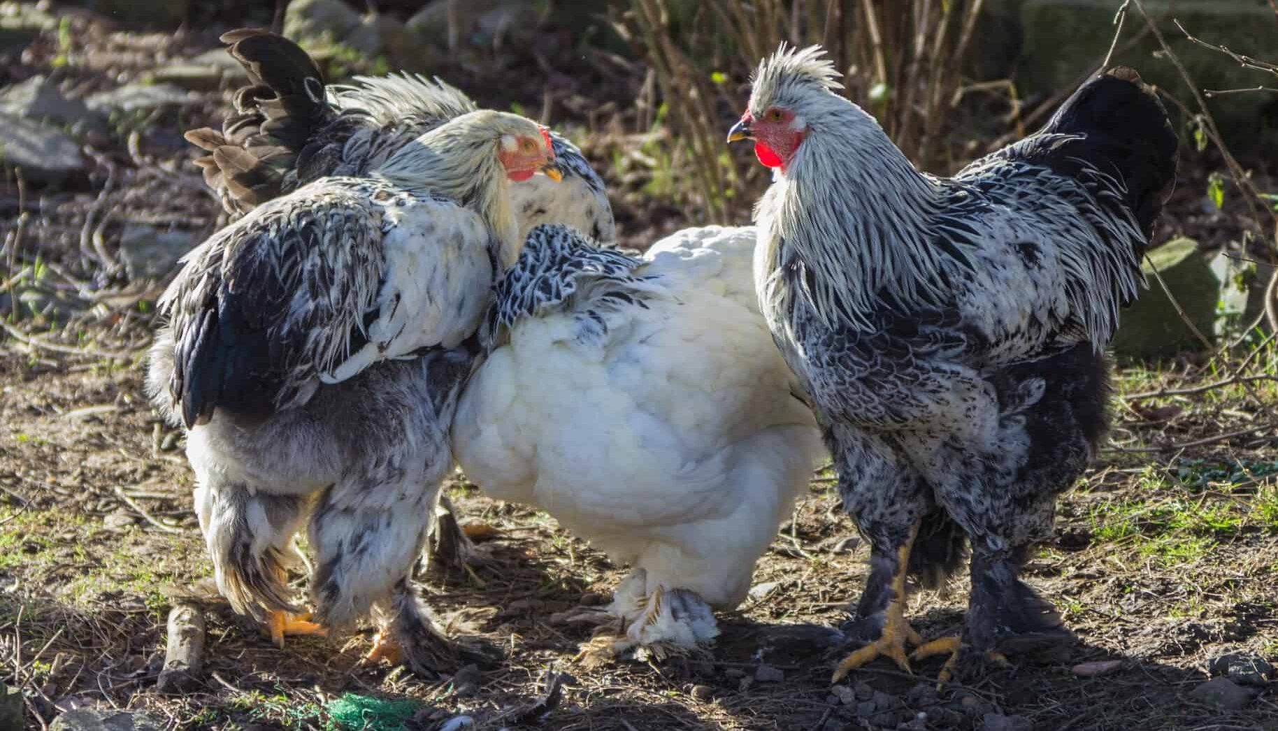 Brahma Chicken: Raise This Giant Chicken for Eggs and Meat