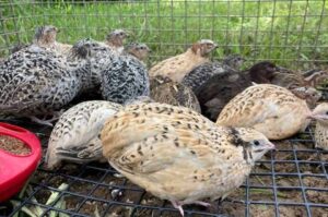 Coturnix quail for sale