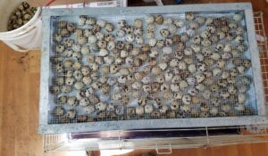 Coturnix quail eggs