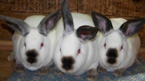 Californian Rabbit ~ Learn Why It's the Breed to Raise