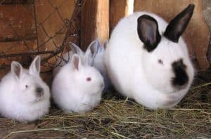 California rabbit with babies