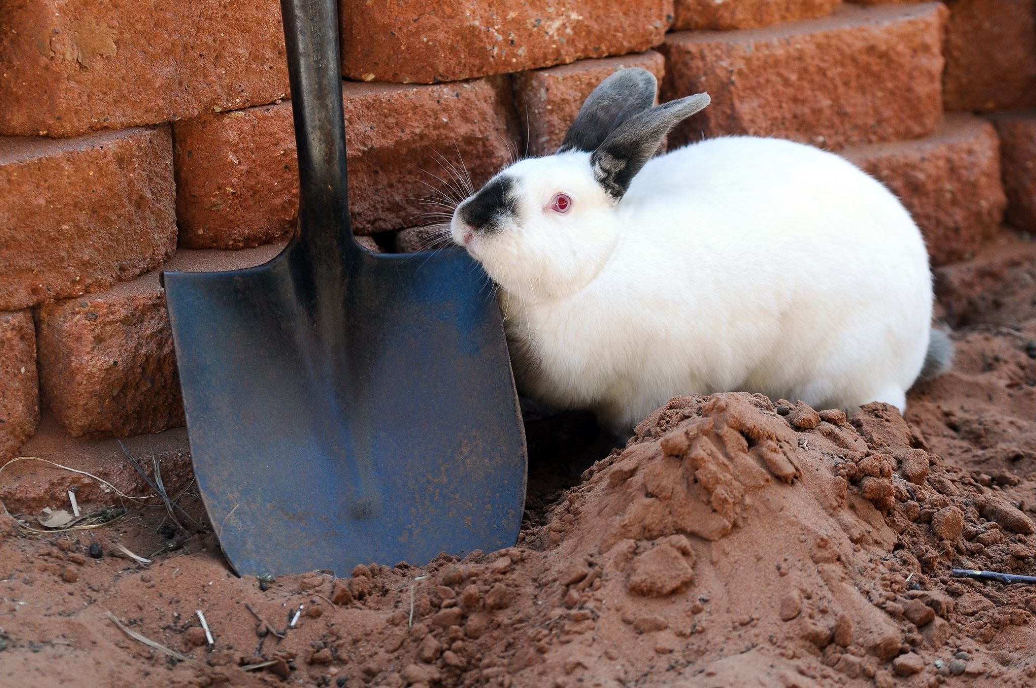 Californian rabbit outside