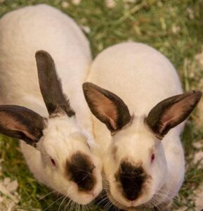 Californian rabbits