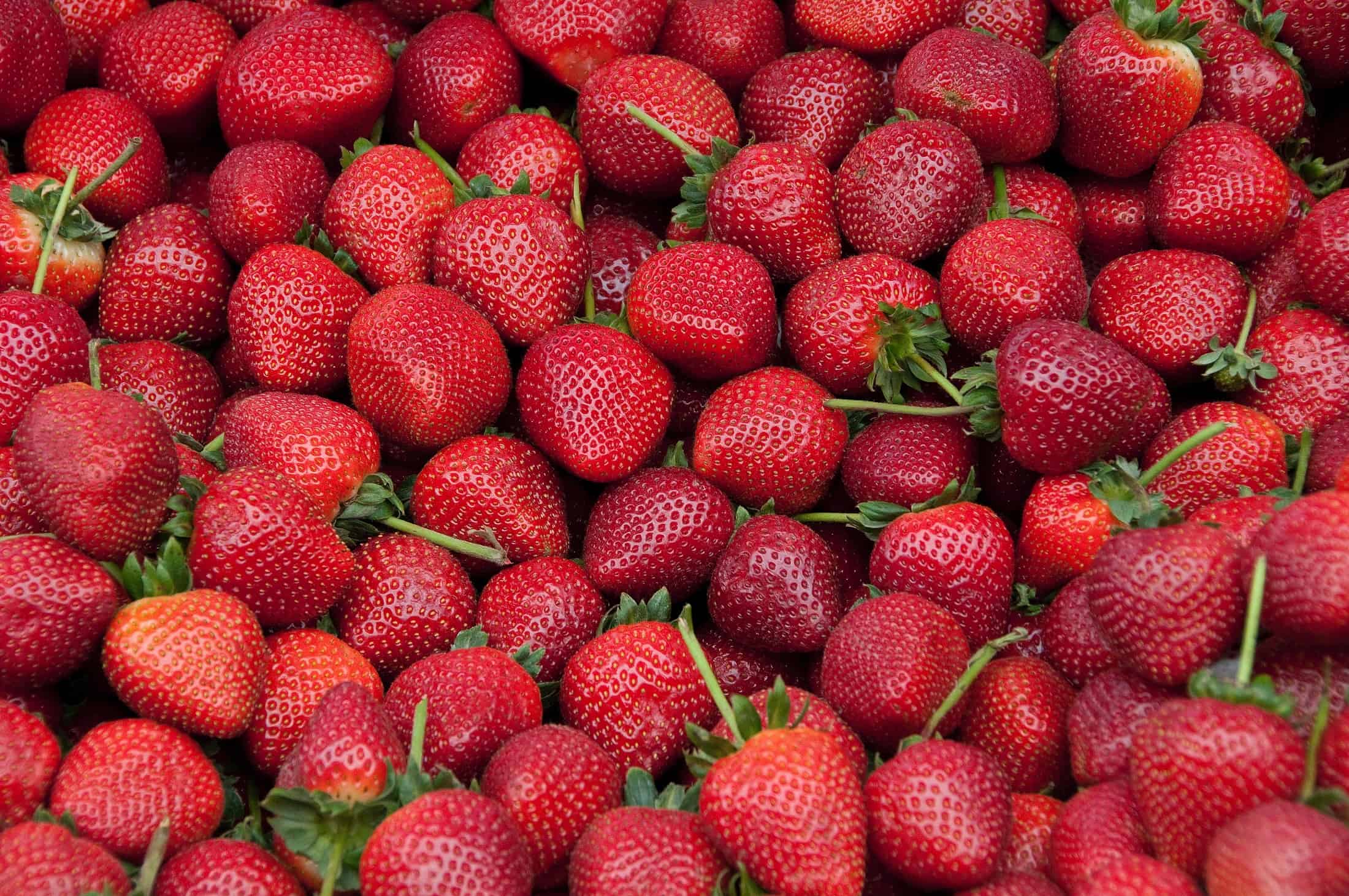 Can Chickens Have Strawberries Some Fruity Ideas For Your Flock