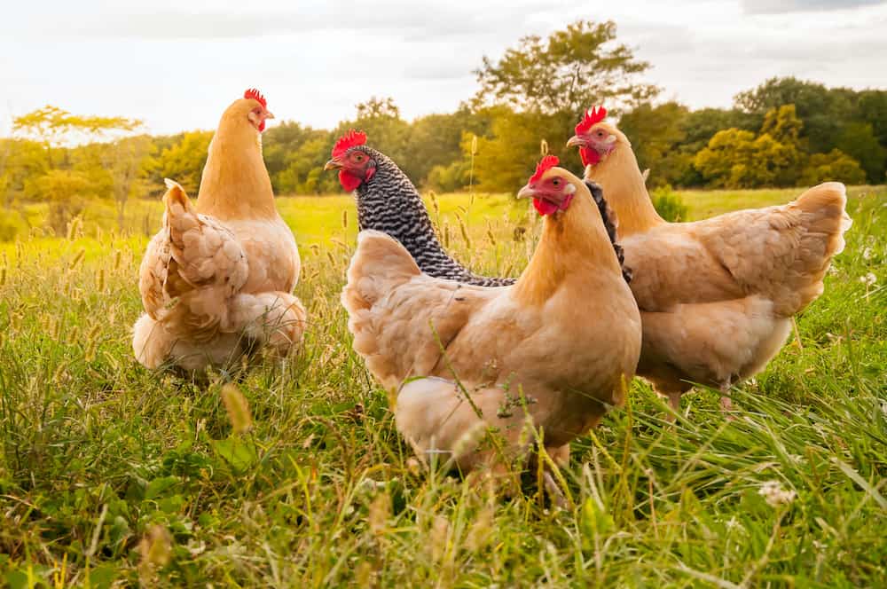Best Chicken Breeds for Your Backyard or Rural Living
