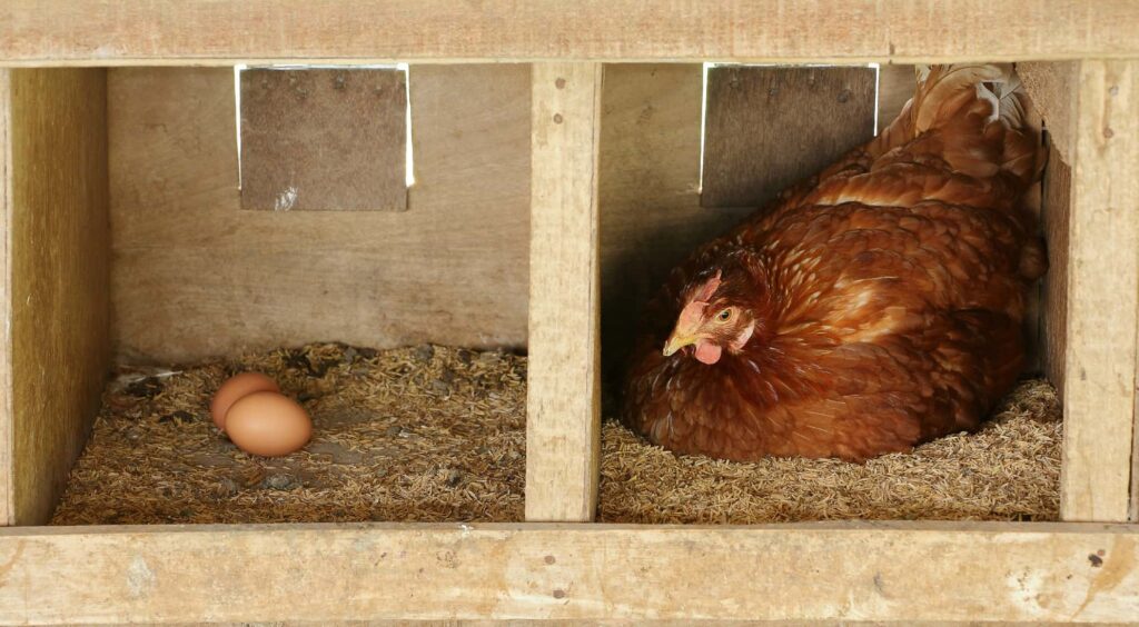 Chicken Nesting Boxes: Everything To Know and DIY Ideas