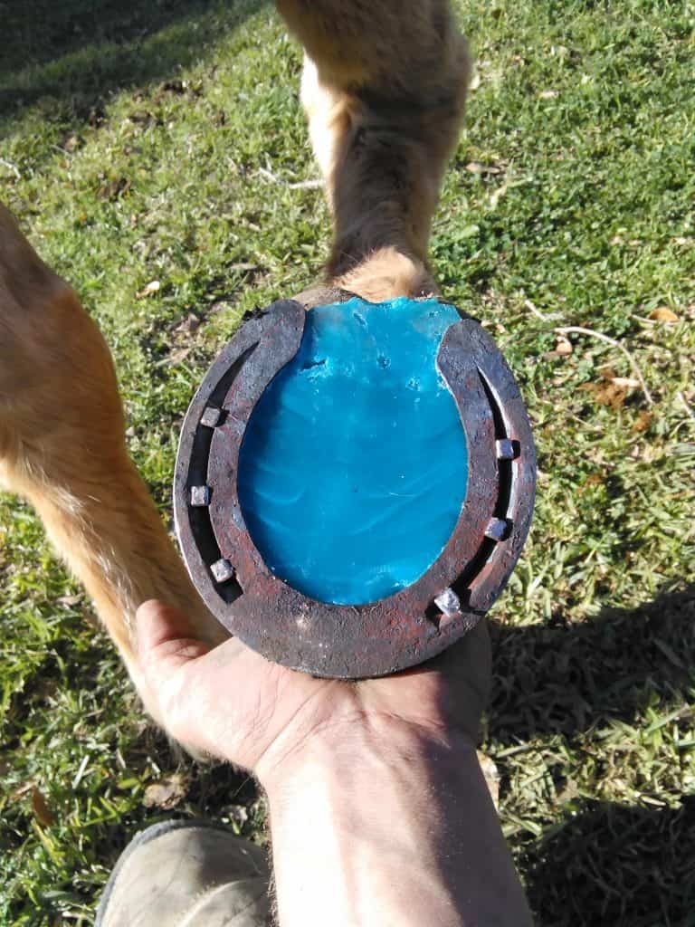 Cleaning Horse hooves