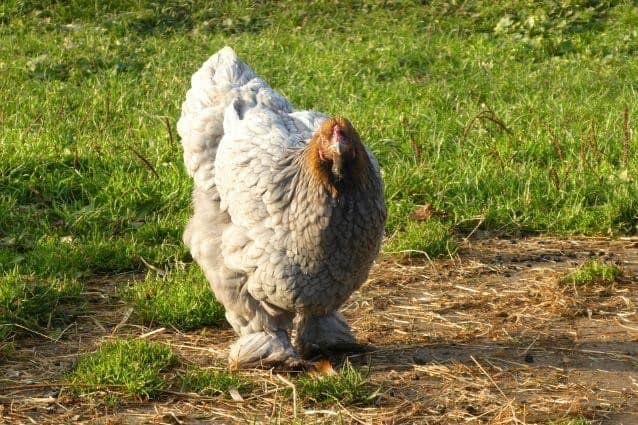 silkie chicken feet