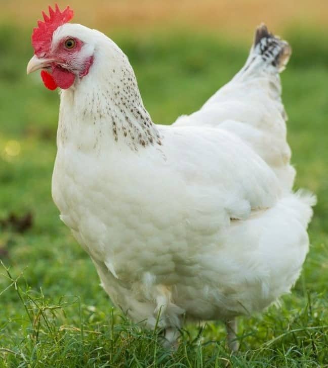 Delaware Chicken - How to Raise and Why You Should - Rural Living Today