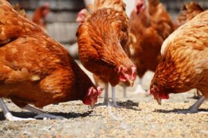 chicken feed chicken feed