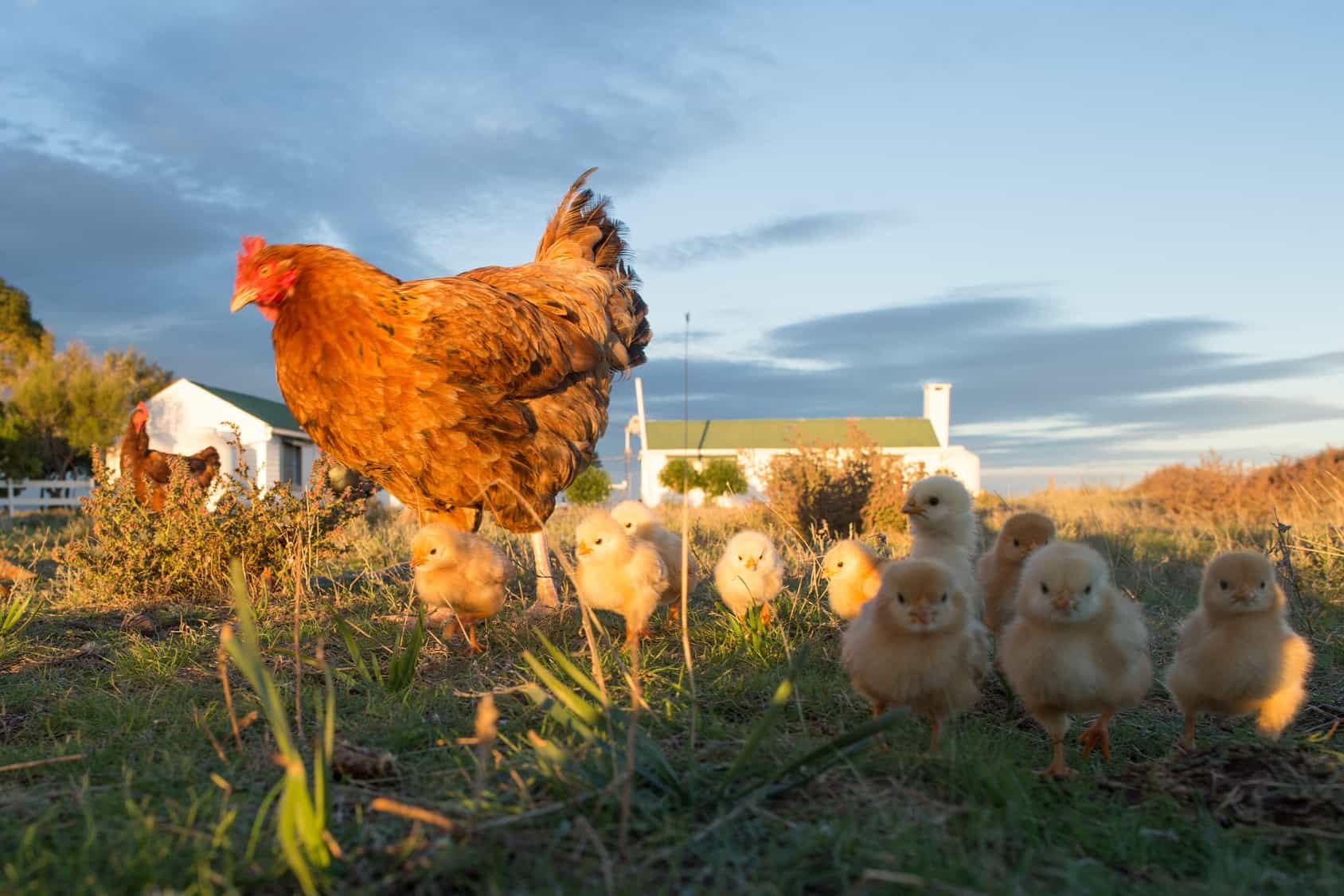 Hen and chicks on farm