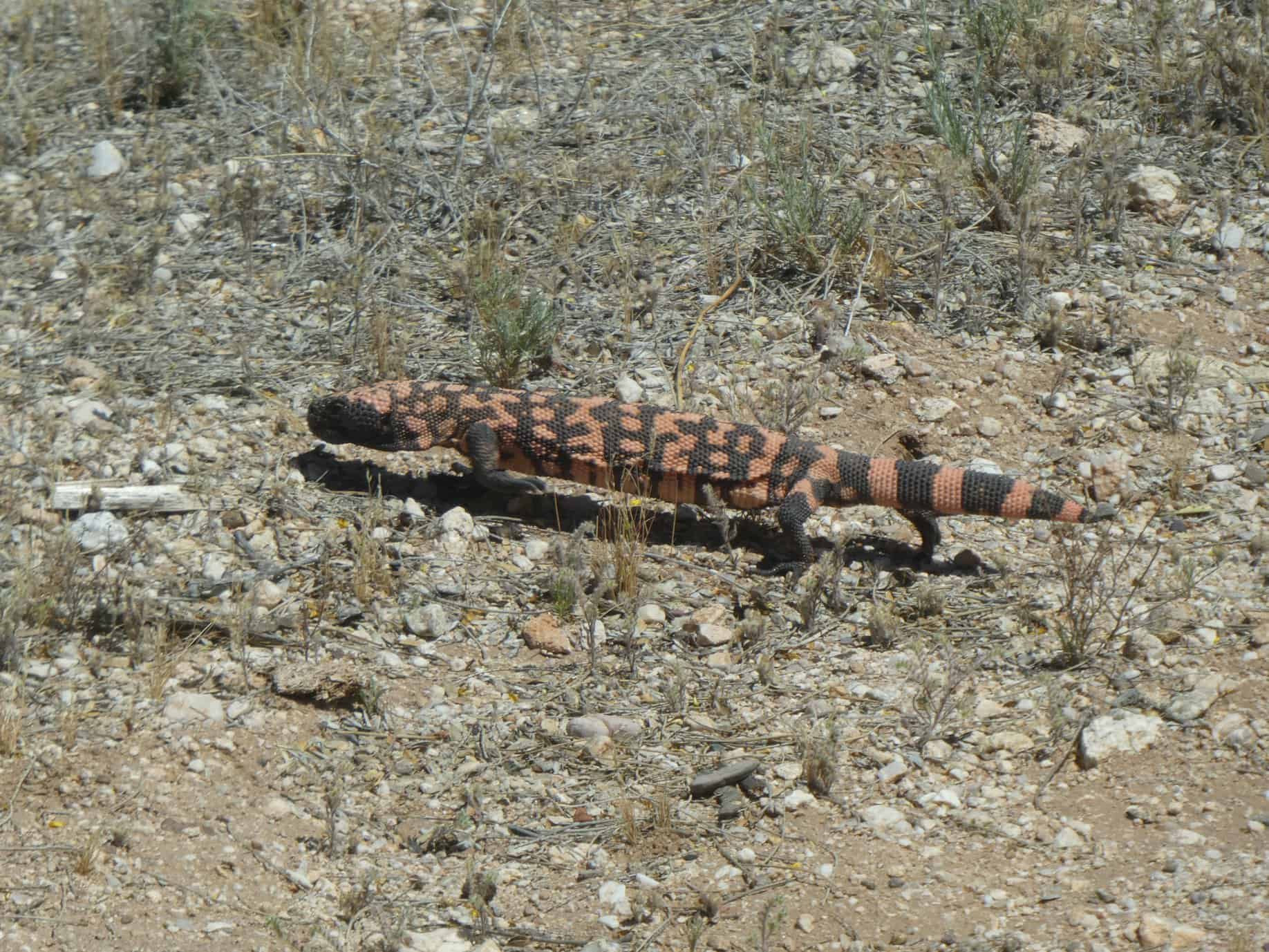 gila monster Tucson wildlife in desert