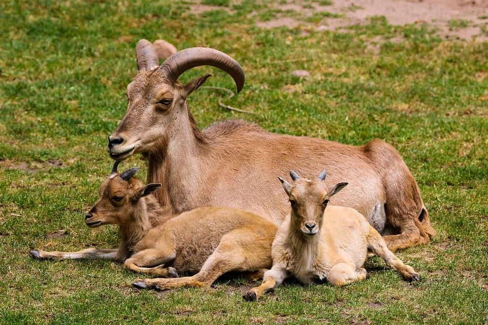 what temperature do baby goats need