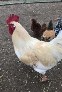 Golden Comet rooster with hens