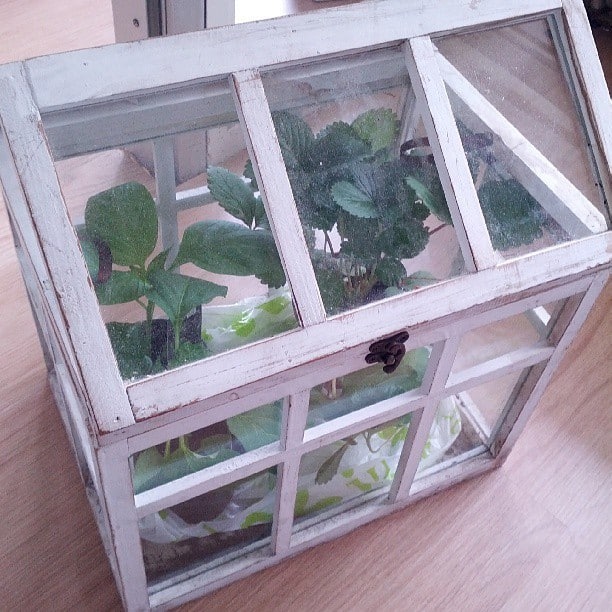 miniature greenhouse kit