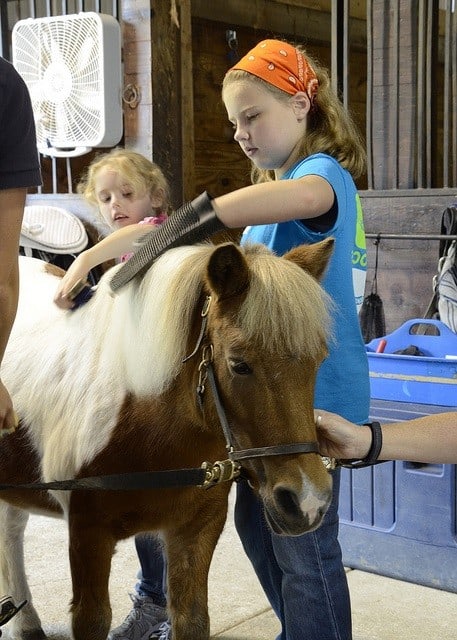 two girls grooming a horse