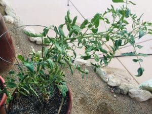 vine tomato