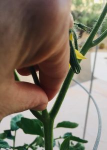 pruning indeterminate tomatoes