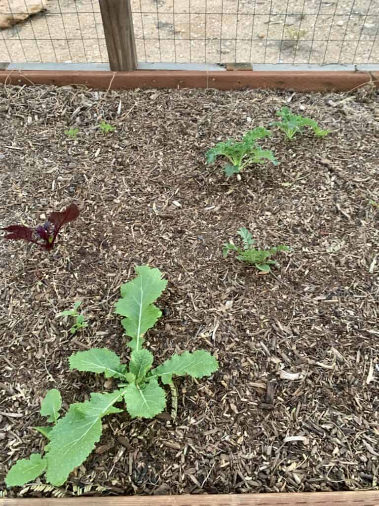 how to start a vegetable garden in your backyard
