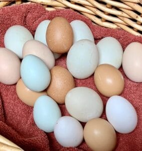 colorful chicken eggs in basket