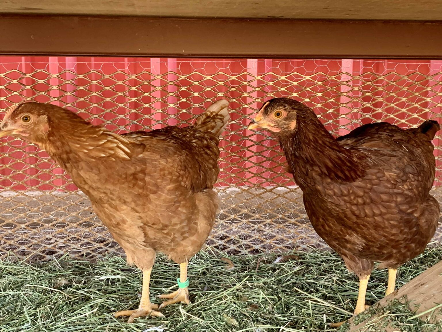 555+ Creative Chicken Names for Your Flock in 2025