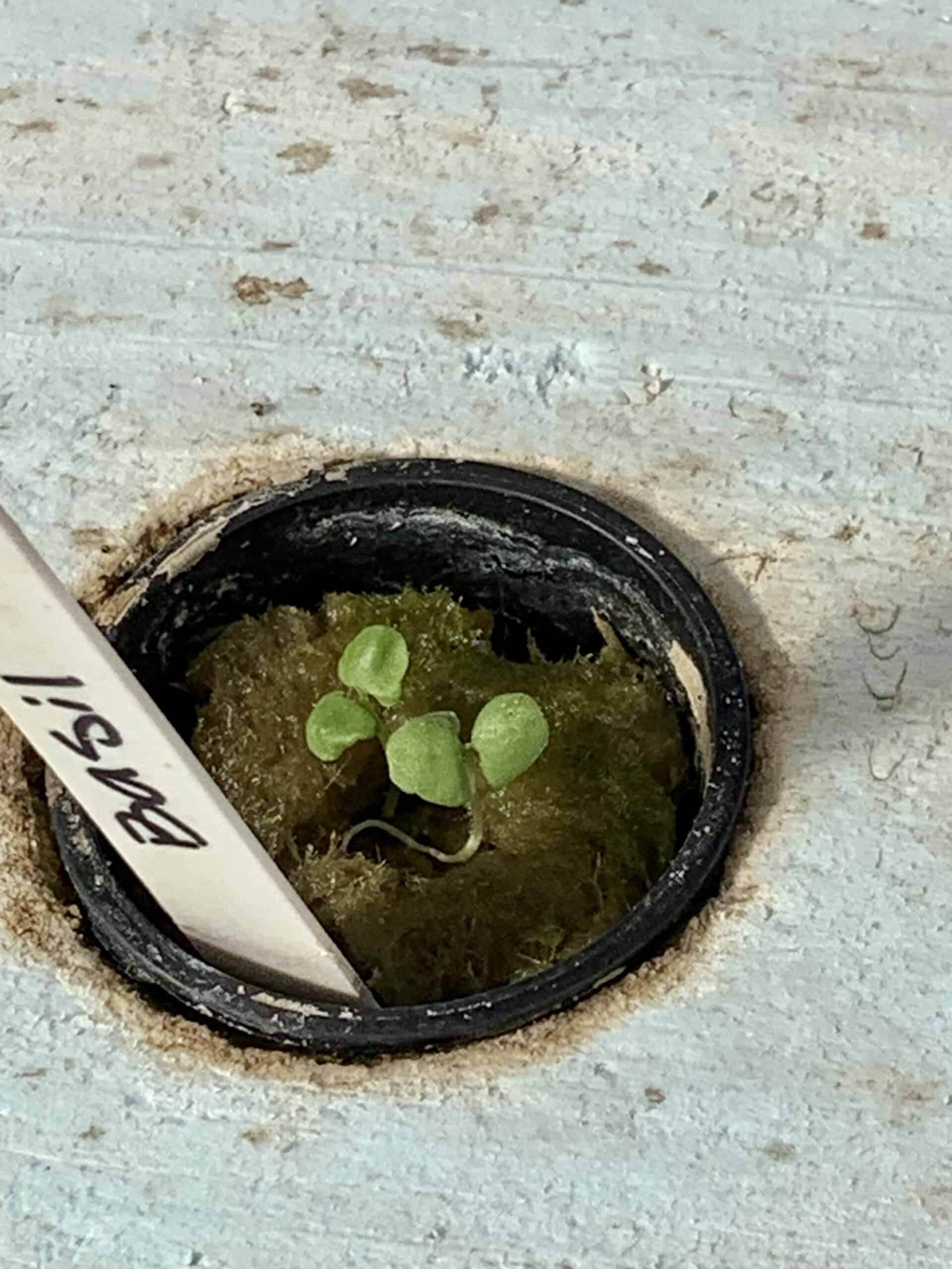 Hydroponic Herbs Best Herbs to Grow Rural Living Today