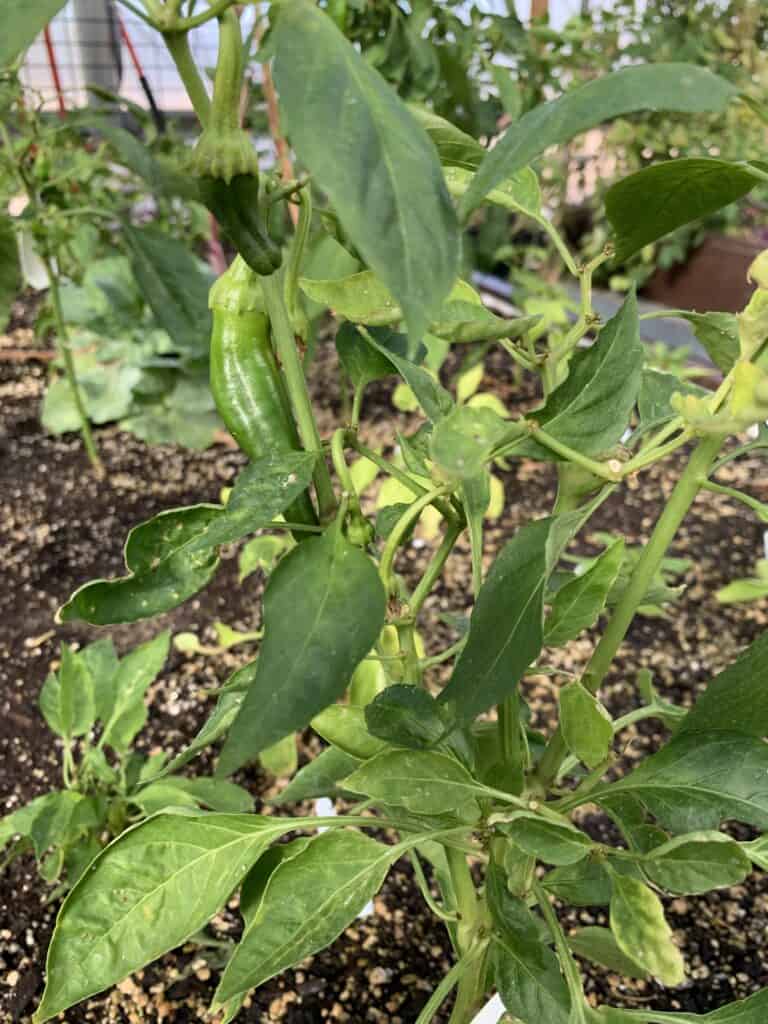 pepper plants in beginner garden