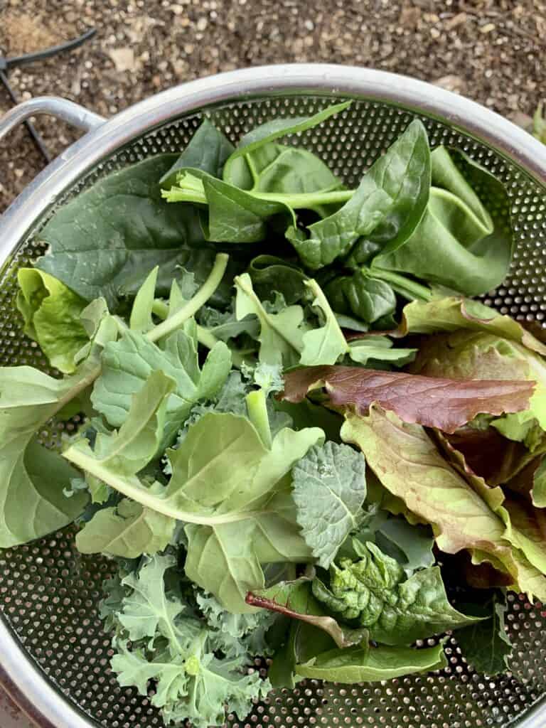 homegrown leafy greens