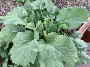 Turnip plant growing from seed in garden