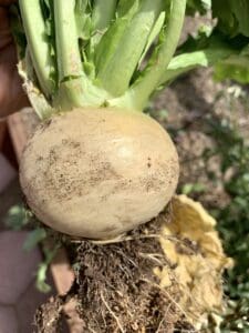 harvesting turnips