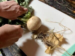 preparing turnips