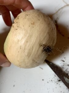 how to cook turnips