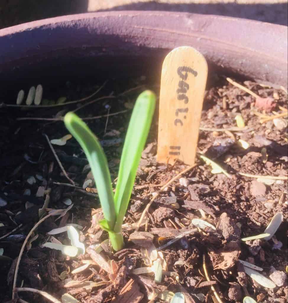 growing garlic 