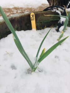 garlic plant in snow