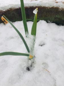 Garlic plant with snow