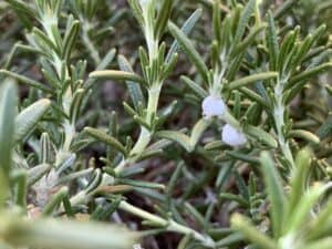 Spit bugs on rosemary plant