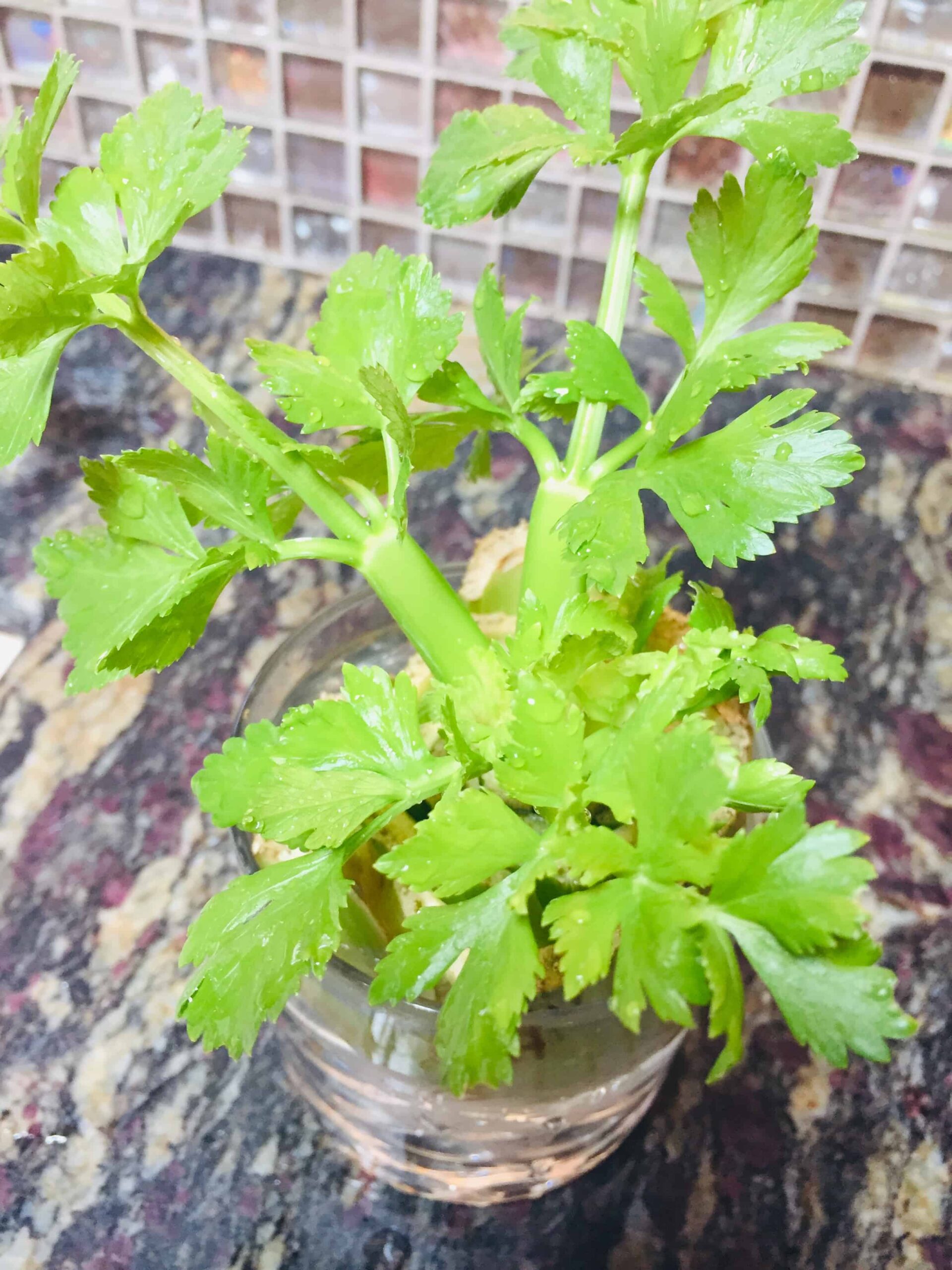 how to grow celery