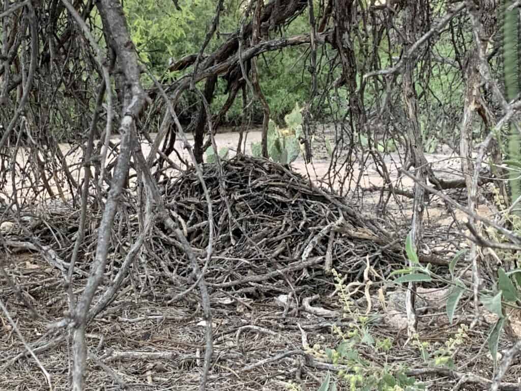 Desert Wildlife Tucson Homesteading: What to see out there