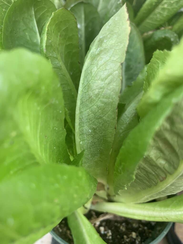 Parris Island Co lettuce plant start