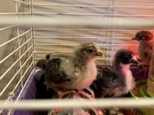raising chicks takes work