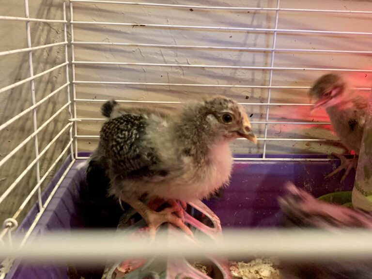 Plymouth Rock Chicken: Dual Purpose Breed for Eggs & Meat