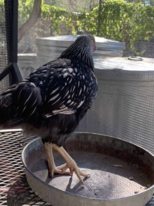 Silver Laced Wyandotte chicken