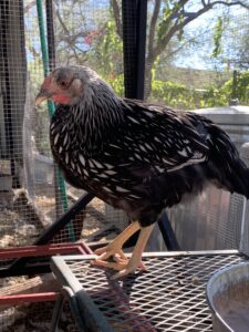 Silver-Laced Wyandotte pullet