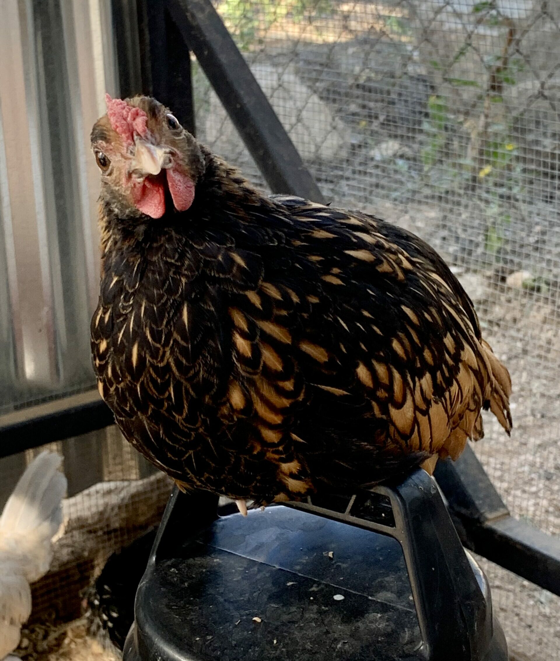 What I Wish I Knew Before Getting Chickens